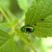 Petite bête verte